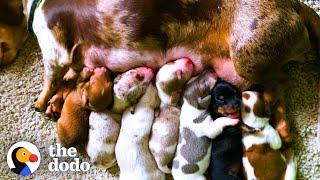 Dachshund Rescued From Puppy Mill Just In Time To Have Her Babies | The Dodo