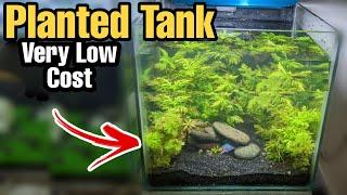 LOW TECH Planted Tank Setup (No Co2, Fertilizer, Filter)