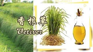 香根草：香水的定香神器，你了解多少？Fixative Elegance: Unveiling the Allure of Vetiver in Perfumery