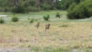 Sub-adult leopard vs cheetah