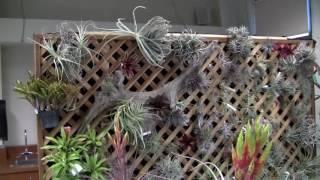 Barry Landau's Tropical Planet - San Fernando Bromeliad Show 2016