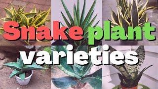 15 types of snake plant varieties to grow indoor