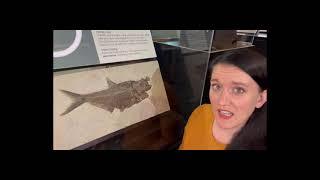 Sedimentary Rocks and Fossils