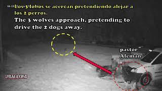 Two dogs (1 German shepherd) vs three wolves