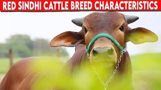 ⭕ RED SINDHI CHARACTERISTICS   Cattle Red Sindhi