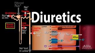 Diuretics - Mechanism of Action of Different Classes of Diuretics, Animation