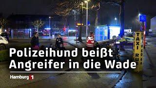 Polizeihund beißt Angreifer in die Wade