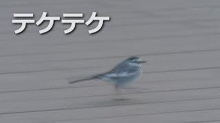 ハクセキレイの高速テケ散歩(4K60p)