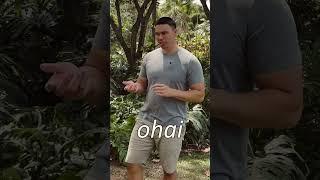 Hawaiian Language Basics: I - O - U Vowels