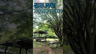 느티나무. 천년나무 시원한 그늘을 만들어줘요 #gardening