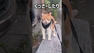 かわいいだけじゃダメですか？#元野良猫チャチャ #猫武将 #ネコ #猫 #cat #チャチャ