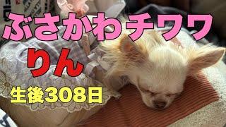 ぶさかわチワワりん。生後308日【vlog】