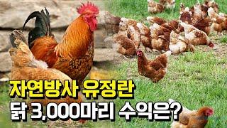 [1부] 자연방목으로 닭 3000마리, 소 60마리 키우면 수익은?