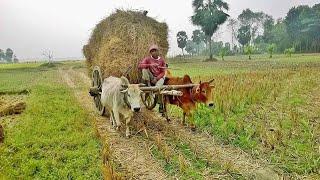 Bangladesh Village Life  || বাংলাদেশের গ্রাম