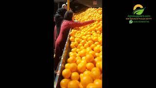 Valencia orange suppliers in Egypt