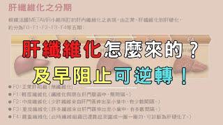 肝纖維化怎麼來的？及早阻止可逆轉！｜好心肝˙好健康