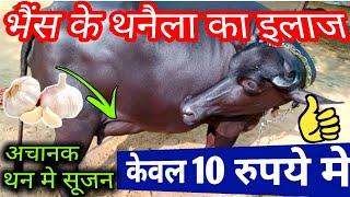 थनैला रोग का 100% देशी इलाज | Mastitis Treatment | भैंस के थन मे सूजन | pashu me thanela rog !