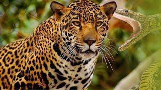 MOST DANGEROUS Animals Of The Amazon Rainforest!