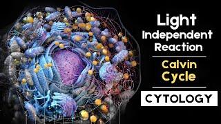 light independent reaction | The Calvin cycle | #cytology