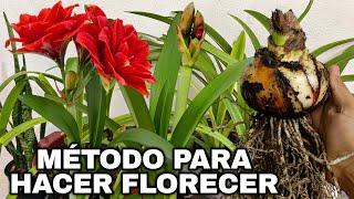 EL UNICO METODO SEGURO PARA HACER FLORECER AMARILIS o AZUCENAS (AMARYLLIS)