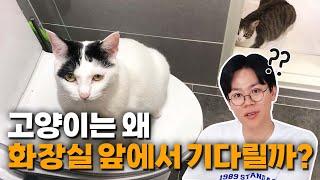 화장실 망부석 고양이