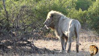 Casper The White Lion And Satara Pride Move To New Territory