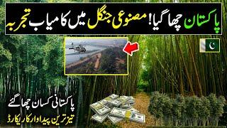 Pakistan's Successful Test in Largest Forest | Bamboo Farming in Pakistan | Billion Dollar Industry