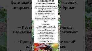 Как защитить морковь от морковной мухи — просто и без химии #морковь  #подкормка #садоводничество