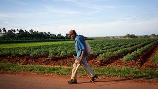 What Cuba can teach America about organic farming