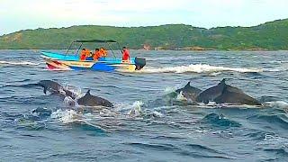  Dolphin Watching close-up, Trincomalee, Sri Lanka   Speedboat Chasing like in Action Movies