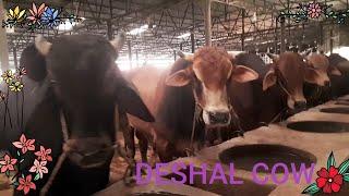 Big Deshal Cow Farm In Bangladesh | Cow Videos | Big Big Bulls