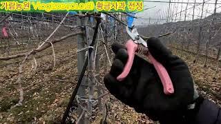 황금사과 재식6년차 전정(거창 가람농원)