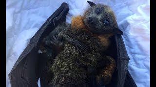 Rescue of a flying-fox hanging on a pool fence:  Riki and her twins