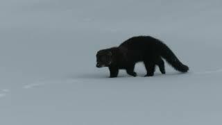 Fisher cat (?) in Vermont Snow