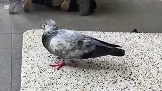 Cuteness to Chirp About |  Beautiful Dove Bird and Relaxing Jazz  Melody