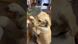 Expectations vs reality || labra Coco || #shorts #youtubeshorts #funny #dog #sapphire #song #memes