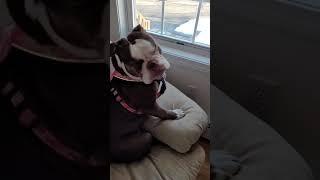 Luna the Olde English Bulldog