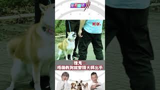 屈臣氏 Wats Petmacy 寵物藥妝呈獻：煉狗術師III｜撞鬼...唔識教狗就要請大師出手｜Eric Ko｜鄺芷凡｜第1集