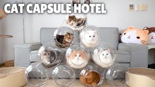 Cat Capsule Hotel | Kittisaurus