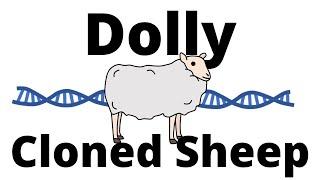 The Story of Dolly the cloned Sheep - Animal Cloning