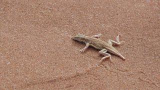 Texas Attorney General Ken Paxton suing Biden administration over lizards