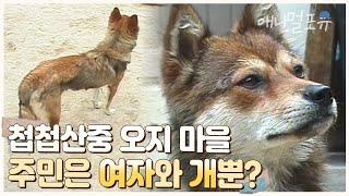 산에서 짐승이 내려올까.. 진지하게 보초 서는 진돗개 | 첩첩산중, 벌과 함께 산다! | KBS 현장르포 000928 방송