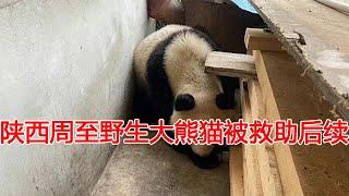 全网关注！陕西周至野生大熊猫被救助后健康堪忧，依旧不吃不喝，腹部有积水!