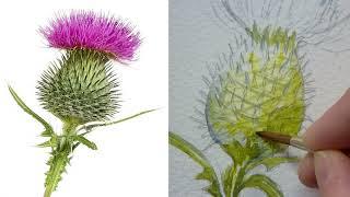 Watercolour Tutorial | Coronation Flowers, Thistle