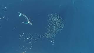 Striped marlin feeding (full)