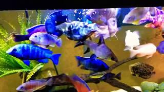 African cichlid feeding frenzy.