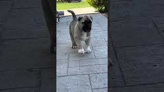 Aggressive Turkish Kangal dog transformation  #shorts #jaishreeram  (2m+)