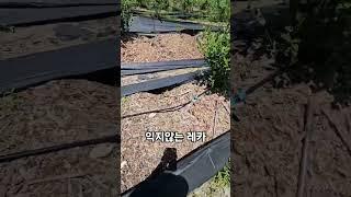 5월 추위와 6월 장마비로 일조량 부족하여 익지 않고 있는 레카. 20250622) 만생종으로 교체하는걸 고민 중 #blueberry #블루베리 #레카 #만생종