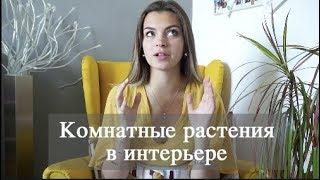 КОМНАТНЫЕ РАСТЕНИЯ под стиль интерьера. Как подобрать? | Vittoria Selina