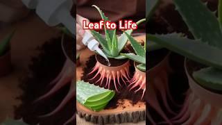Leaf to Life: The Aloe Vera Growing Guide #aloevera #farming #gardening